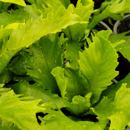 Helecho Nido de Venus (Asplenium Nido Venus); Pequeño (M13)  | Vegago Chile