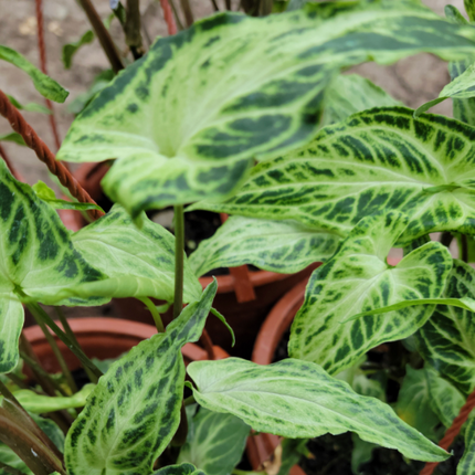 Pie de Ganzo (Singonio Podophyllium Batik) ; Pequeña (M13) | Vegago Chile