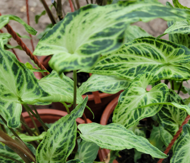 Pie de Ganzo (Singonio Podophyllium Batik) ; Pequeña (M13) | Vegago Chile