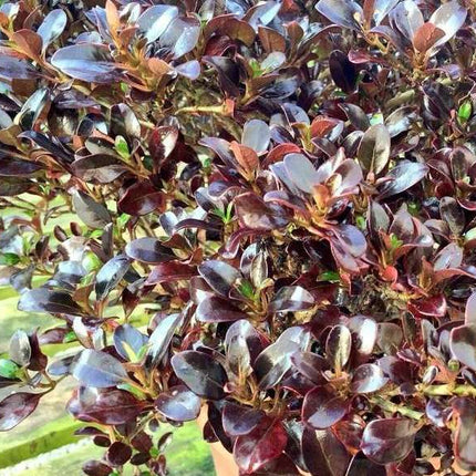 Brillantisima (Coprosma chocolate) | Vegago Chile