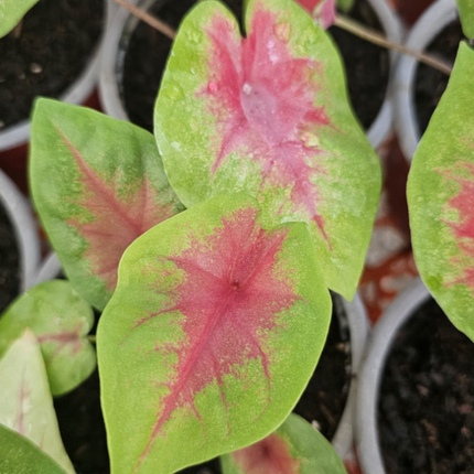 Caladium; Pequeño (M10) | Vegago Chile