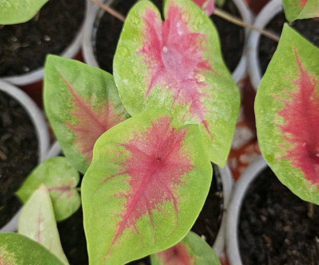 Caladium; Pequeño (M10)