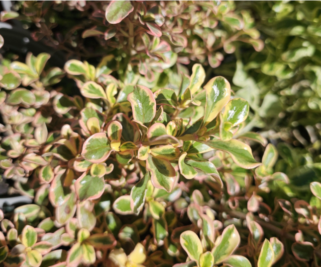 Coprosma Rosado, Mediana (M17)