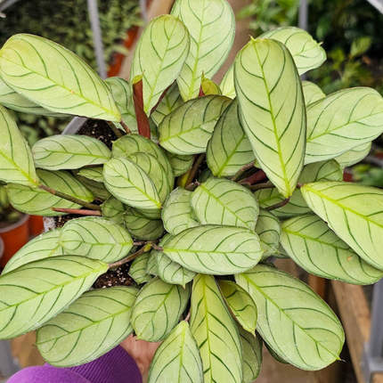 Calathea-Amagris