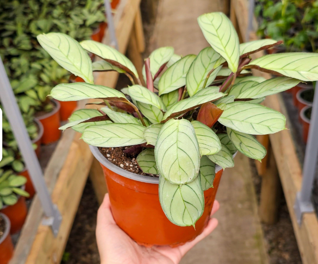 Calathea-Amagris