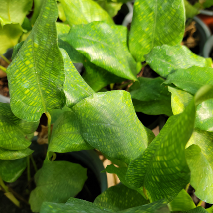 Calathea-Bella-Network