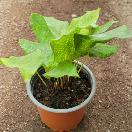 Calathea-Bella-Network