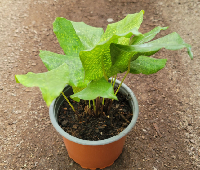 Calathea-Bella-Network