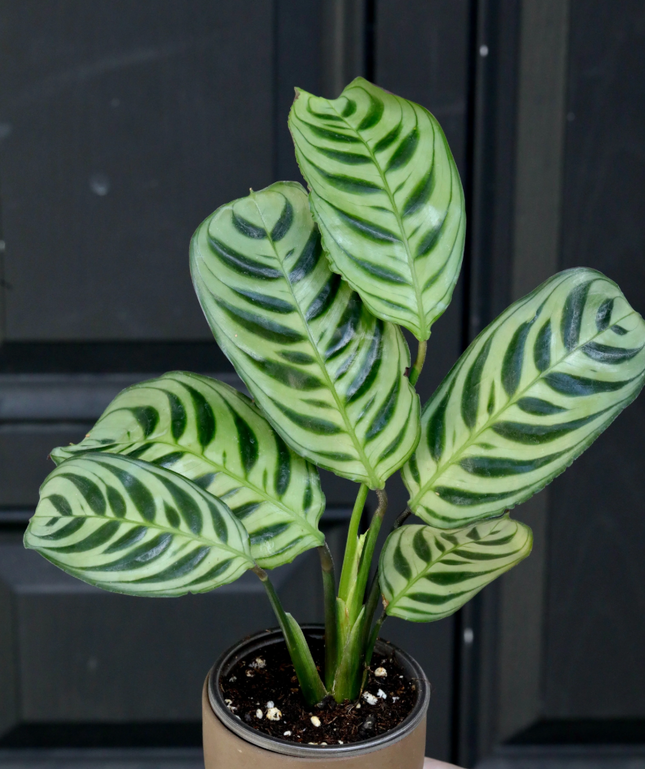 Calathea-Burle-Marxii
