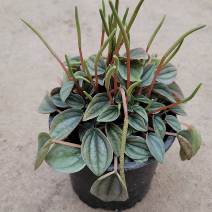 Cola De Ratón - Peperomia Napoli | Vegago Chile