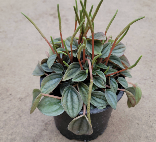 Cola De Ratón - Peperomia Napoli | Vegago Chile