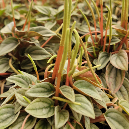 Cola De Ratón - Peperomia Napoli | Vegago Chile