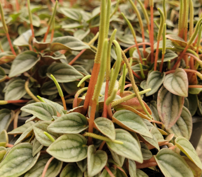 Cola De Ratón - Peperomia Napoli | Vegago Chile