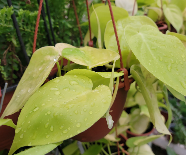 Cordatum-lemon-lime