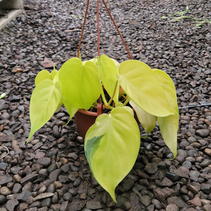 Cordatum-lemon-lime