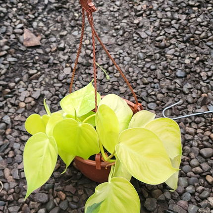 Cordatum-lemon-lime