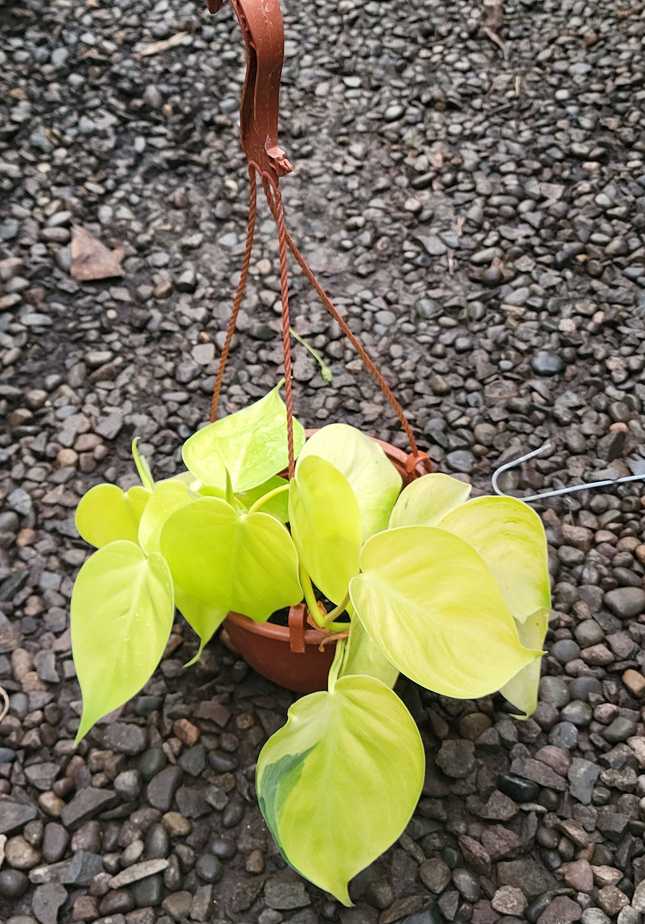 Cordatum-lemon-lime