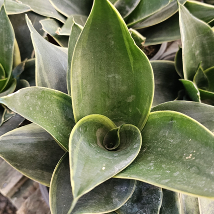 Lengua de Suegra (Sansevieria hahnii) | Vegago Chile
