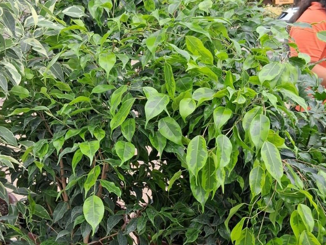 Ficus Benjamina; XXL (M35)