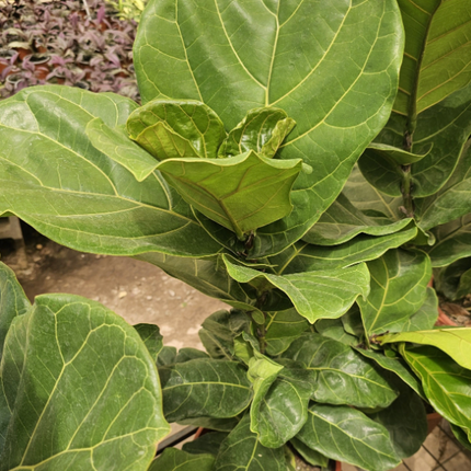 Ficus Lyrata; Grande (M25)  | Vegago Chile