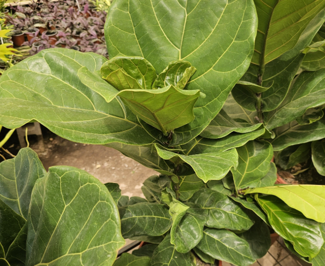 Ficus Lyrata; Grande (M25)