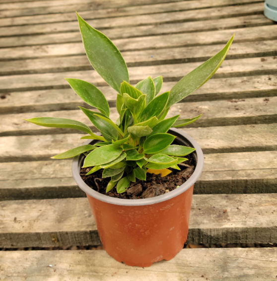 Ficus microcarpa ‘Green Island’ (forma juvenil / compacta)