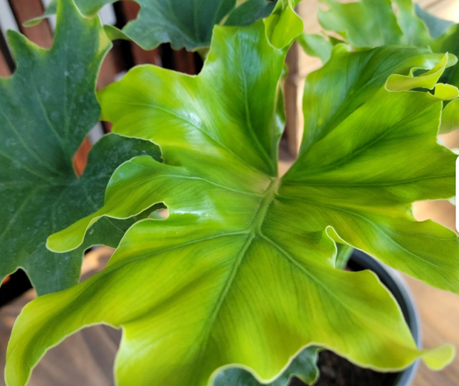 Filodendro Hope (Philo Selloum Hope); Mediano Plus (M17) | Vegago Chile
