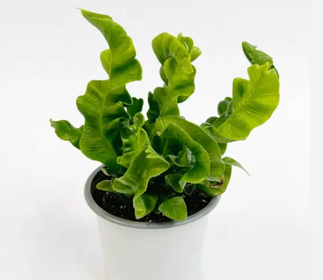 Helecho Ondulado (Asplenium Crispy Wave); Pequeño (M13)  | Vegago Chile