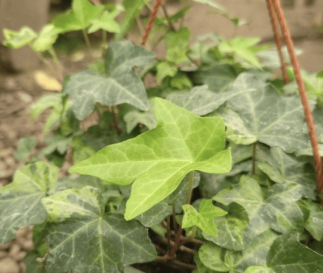 Hiedra | Vegago Chile