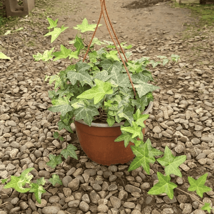 Hiedra | Vegago Chile