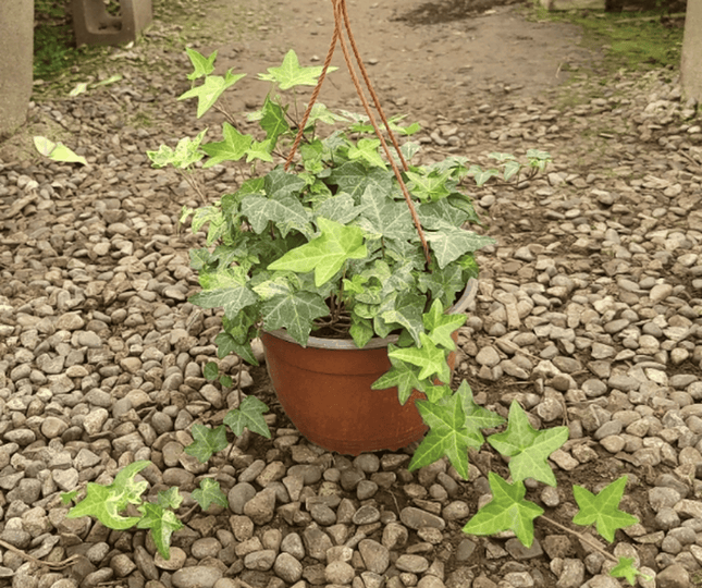 Hiedra | Vegago Chile