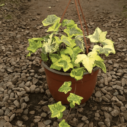 Hiedra | Vegago Chile