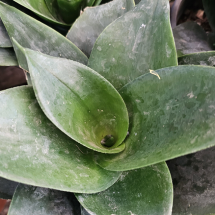Lengua de Suegra (Sansevieria hahnii) | Vegago Chile
