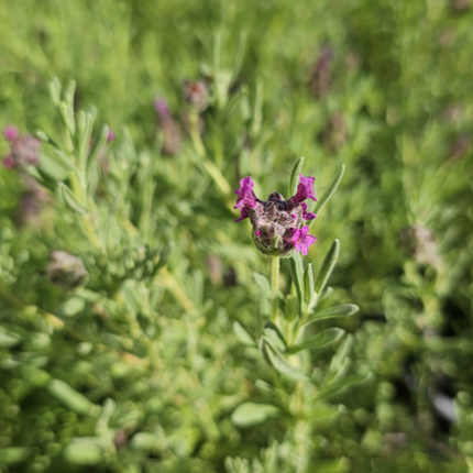 Lavanda-Bandera
