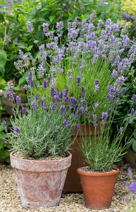 Lavanda-Gustifolia