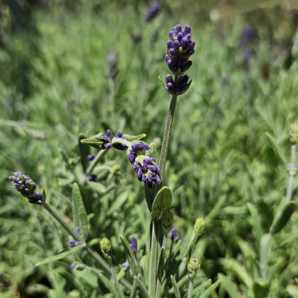 Lavanda-Gustifolia