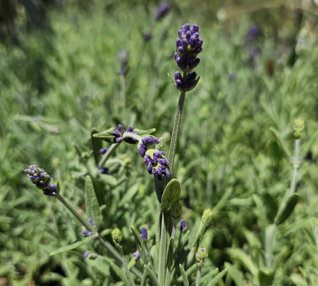 Lavanda-Gustifolia