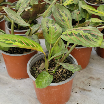 MARANTA LEUCONEURA2
