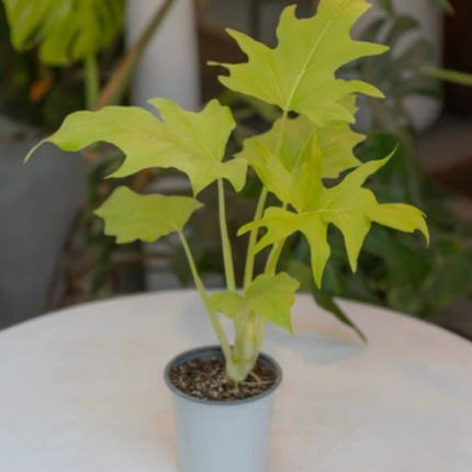 Mano De Tigre  (Philo Warszewiczii) | Vegago Chile
