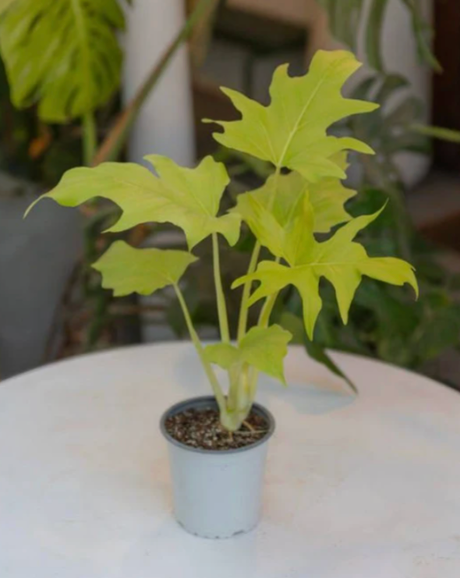Mano De Tigre  (Philo Warszewiczii) | Vegago Chile