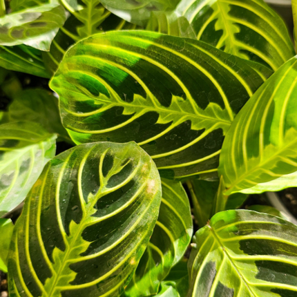 Planta oración de limón y lima (Maranta Lemon Lime); Pequeña (M10) | Vegago Chile