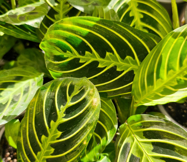 Planta oración de limón y lima (Maranta Lemon Lime); Pequeña (M10) | Vegago Chile