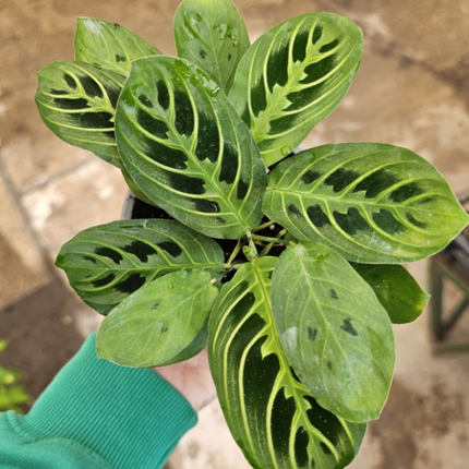 Planta oración de limón y lima (Maranta Lemon Lime); Pequeña (M10) | Vegago Chile
