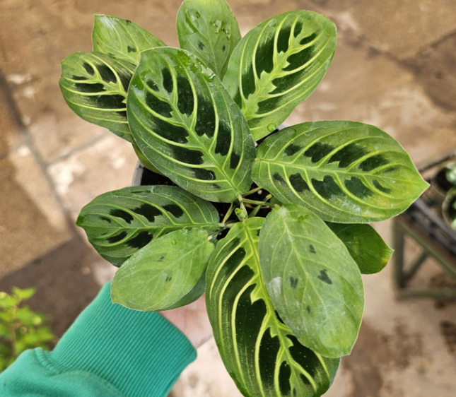 Planta oración de limón y lima (Maranta Lemon Lime); Pequeña (M10) | Vegago Chile