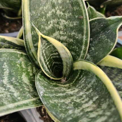 Lengua de Suegra (Sansevieria hahnii) | Vegago Chile
