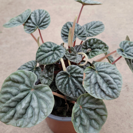 PEPEROMIA CAPERATA