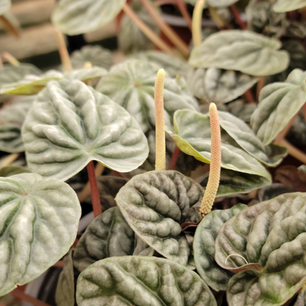 PEPEROMIA NAPOLI