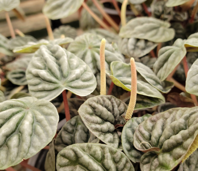 PEPEROMIA NAPOLI