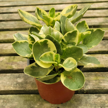 PEPEROMIA OBTUSIFOLIA2