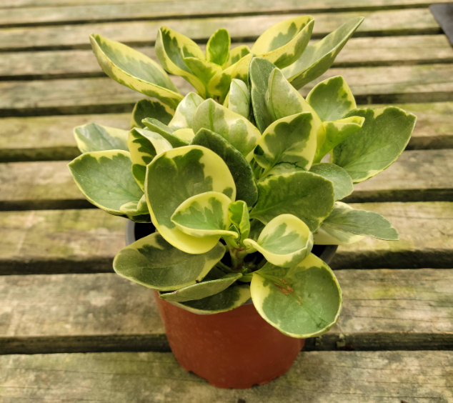 PEPEROMIA OBTUSIFOLIA2